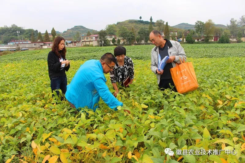 省农科院作物研究所苟作旺教授调研徽县大豆生产情况