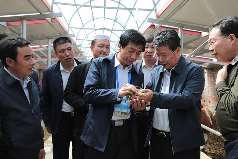 全省牛羊产业扶贫暨粮改饲现场推进会在临夏召开