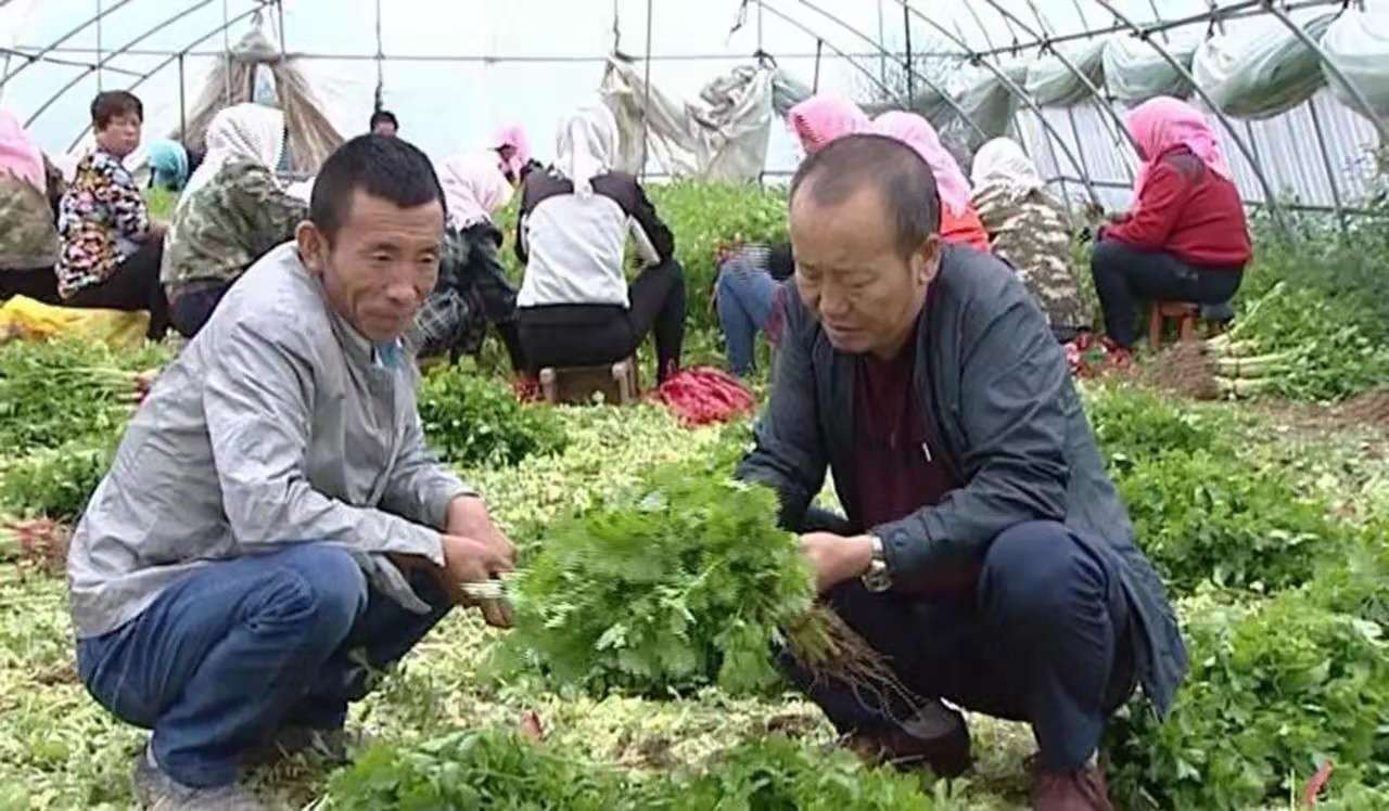 【三农人物】最美农技员——高台县巷道镇农技站站长朱华