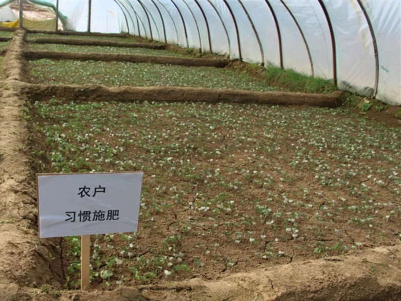 鼎瑞农业：蔬菜配方专用肥育苗试验效果显著