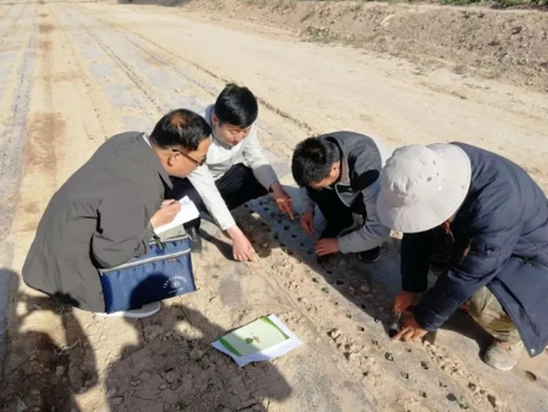 恶劣天气影响棉花不出苗敦煌农技中心及时调查急补救