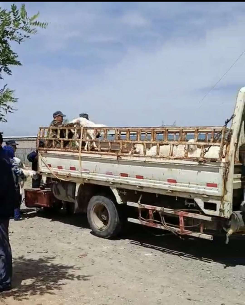 省绵繁站与古浪县黄花滩兴盛种羊繁育基地携手助推脱贫攻坚