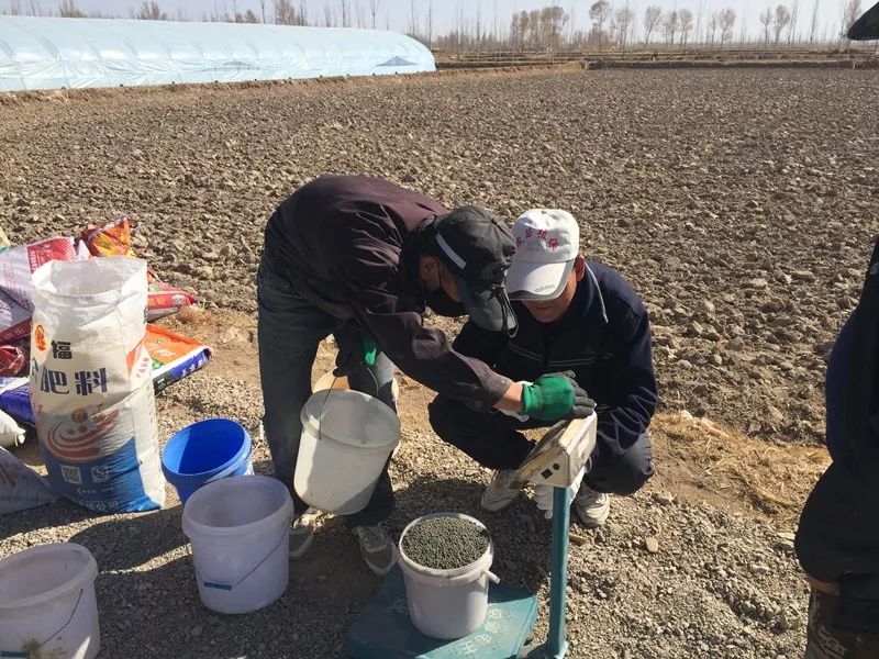 瓜州县农技中心耕地质量提升项目各项试验示范有序开展