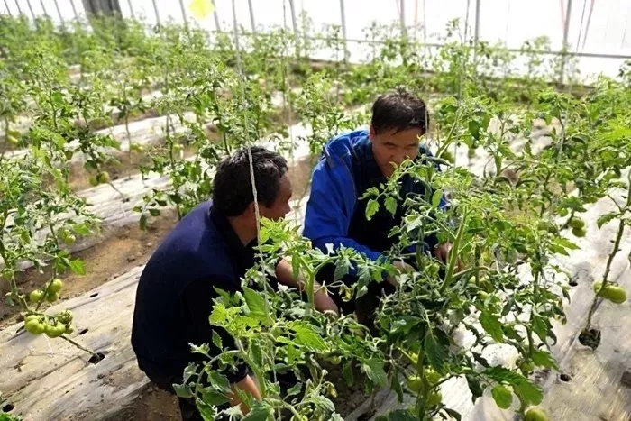 瓜州县农技中心耕地质量提升项目各项试验示范有序开展