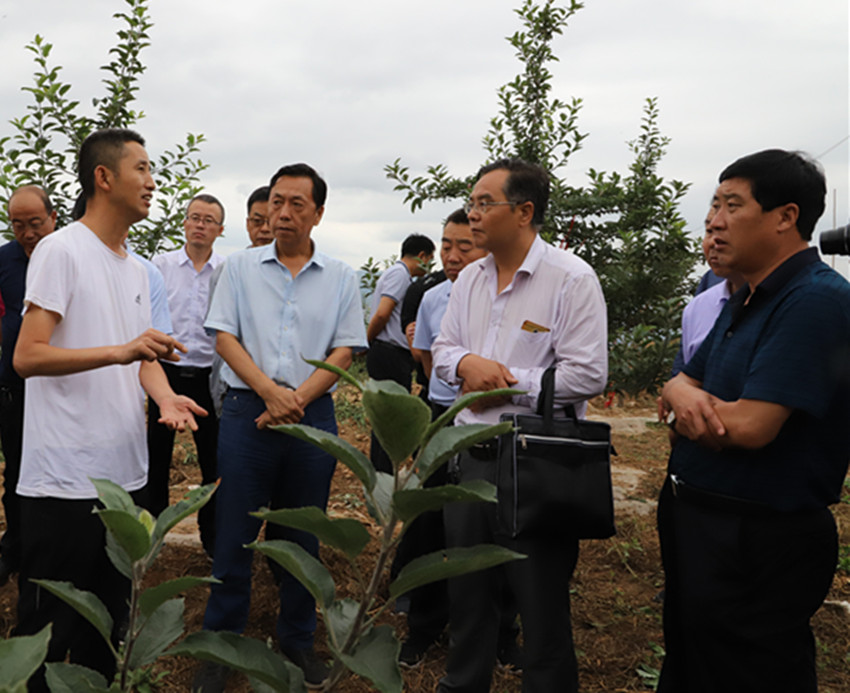 2019年果菜茶有机肥替代化肥项目方案审定暨工作推进会在麦积区召开