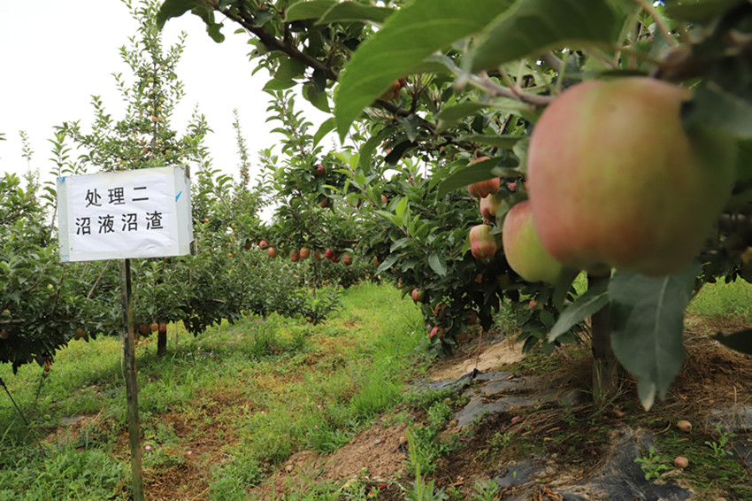 2019年果菜茶有机肥替代化肥项目方案审定暨工作推进会在麦积区召开