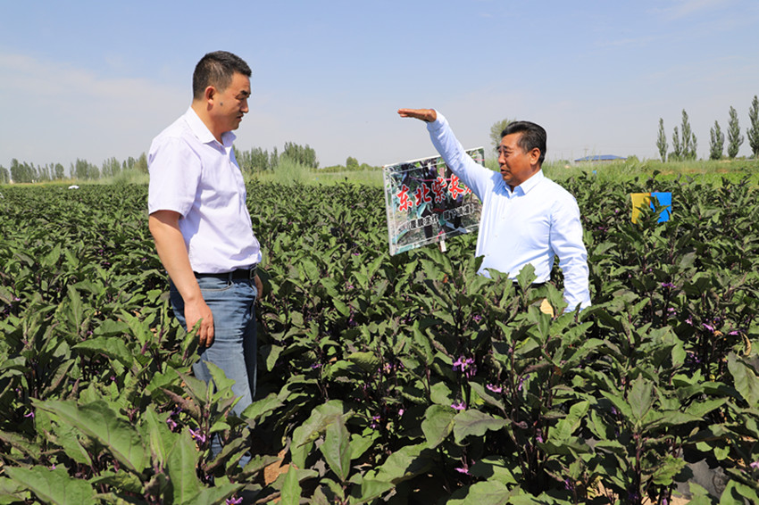 民乐县积极开展温室净土和盐碱地改良技术示范
