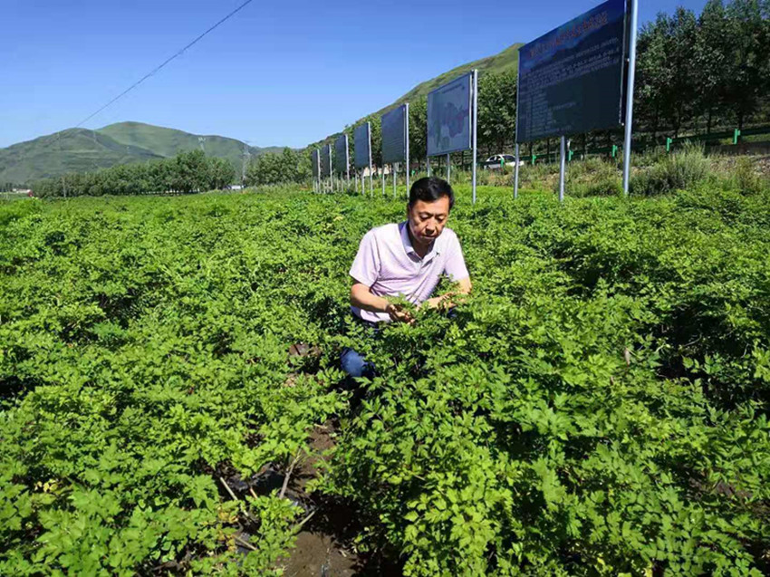 岷县完成化肥减量增效示范示范面积1.2万亩