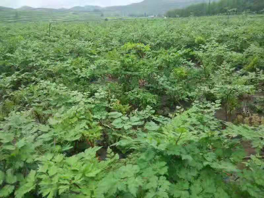 岷县完成化肥减量增效示范示范面积1.2万亩