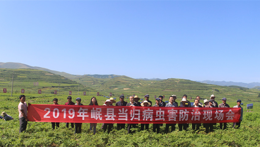 岷县麻子川当归标准化种植基地核心示范区开展第二次病虫害统防统治工作