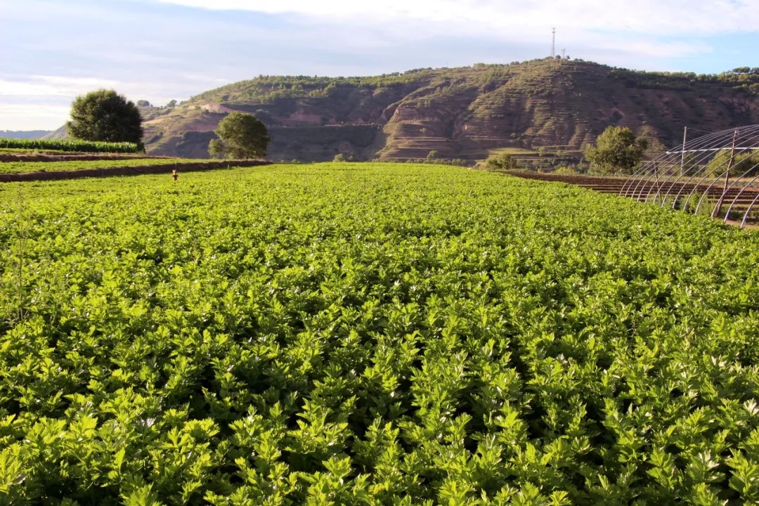 鼎瑞公司2019年部分蔬菜测土配方专用肥试验结果发布