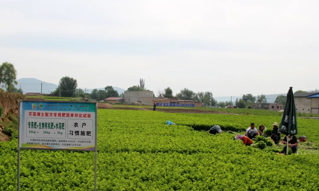 鼎瑞公司2019年部分蔬菜测土配方专用肥试验结果发布