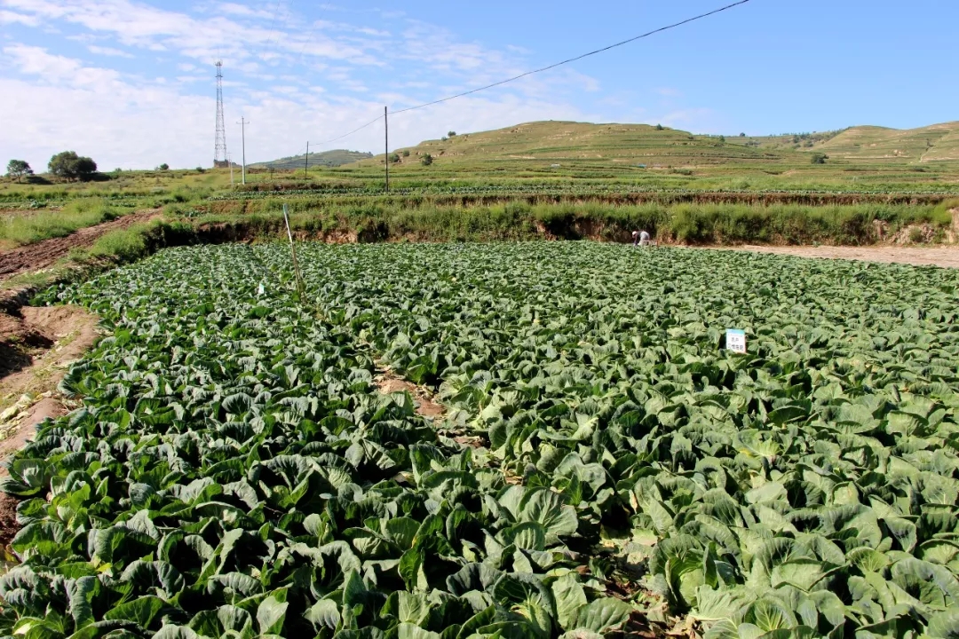 鼎瑞公司2019年部分蔬菜测土配方专用肥试验结果发布
