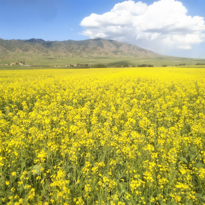 山丹县耕地质量提升项目区2.5万亩油菜喜获丰收
