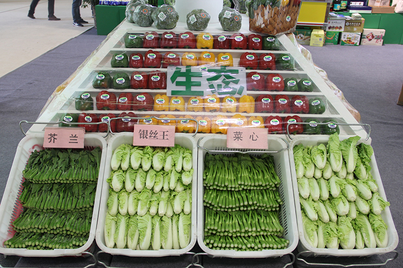 金张掖夏菜”基地规模不断扩大品牌影响力初步显现