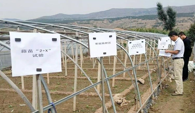 武山县开展耕地质量提升与化肥减量增效项目试验观摩评比