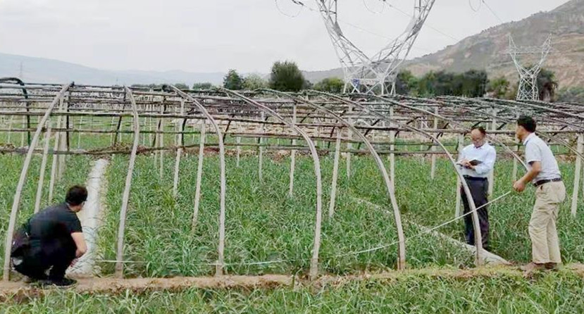 武山县开展耕地质量提升与化肥减量增效项目试验观摩评比