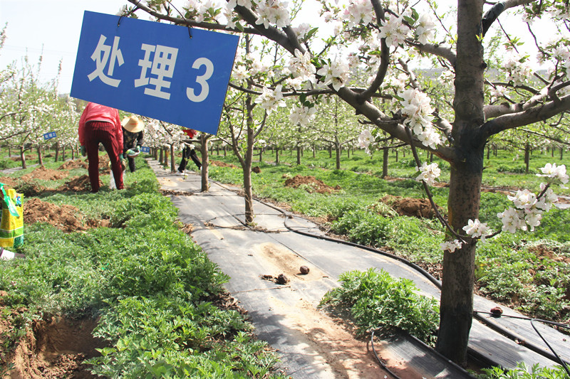 秦州区累计推广测土配方施肥面积超过108万亩