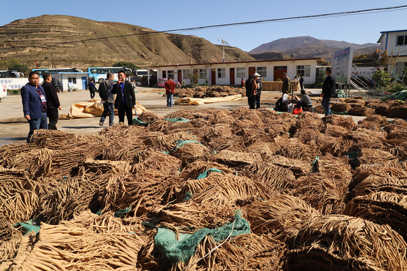 全省中药材绿色标准化基地建设及机械化收获现场会在宕昌县召开