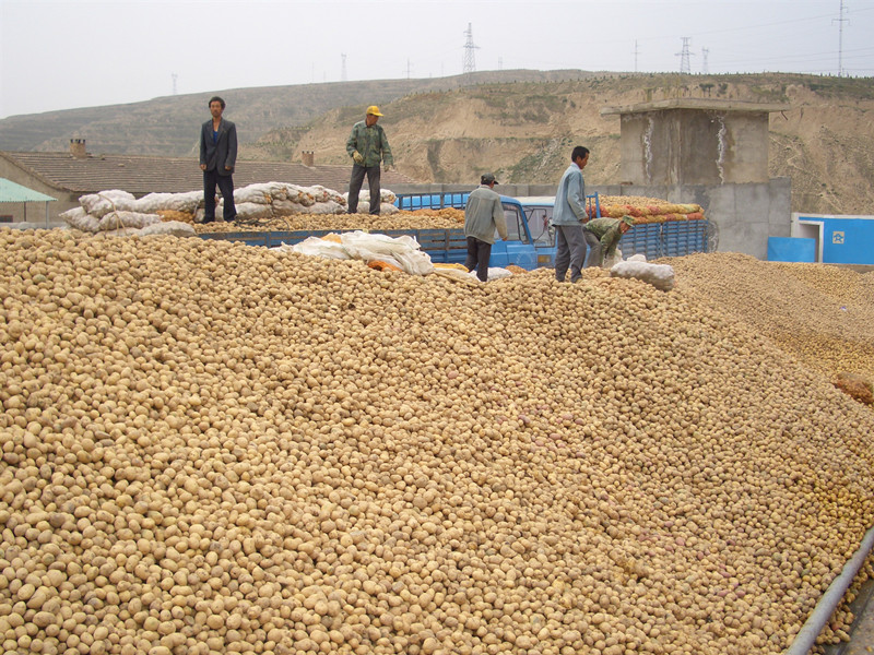 今年我省粮食总产量要稳定在1100万吨以上