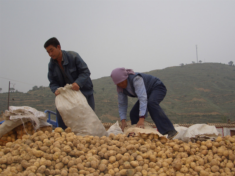 甘肃力争建设成全国最大的现代化脱毒种薯繁育中心