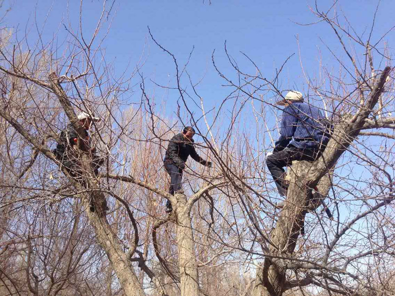 林技人员对敦煌李光杏老杏树开展更新复壮技术
