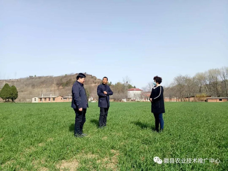 徽县农技中心组织技术人员开展小麦苗情调查
