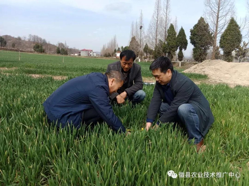 徽县农技中心组织技术人员开展小麦苗情调查