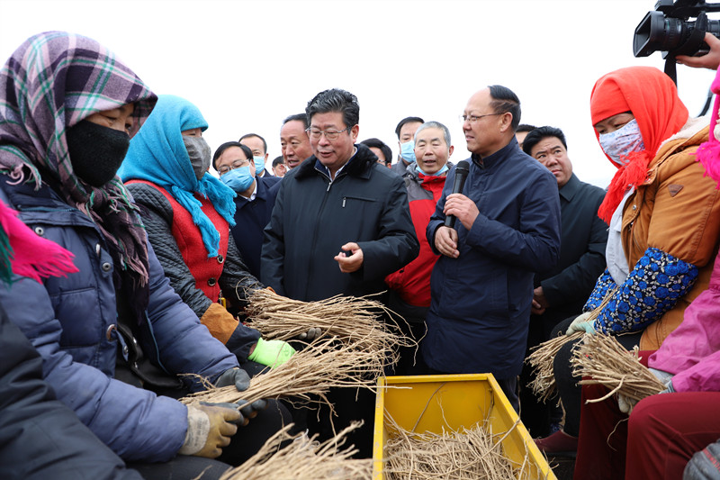 全省中药材绿色标准化示范基地建设（陇西）现场会召开