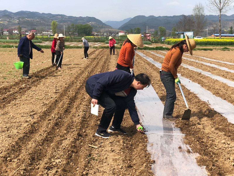 泥阳镇积极实施徽县2020年旱作节水农业技术推广项目