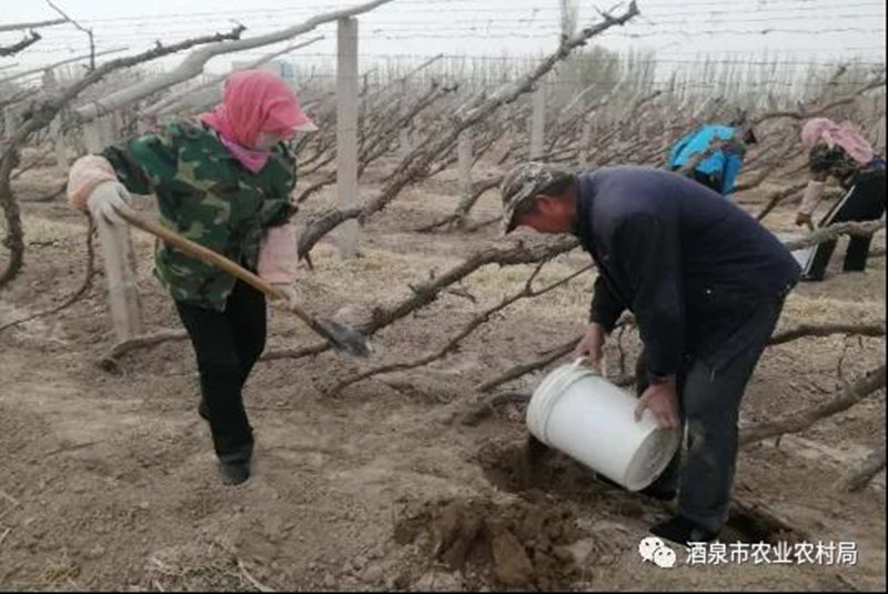 酒泉市有机肥引领“绿色春耕”