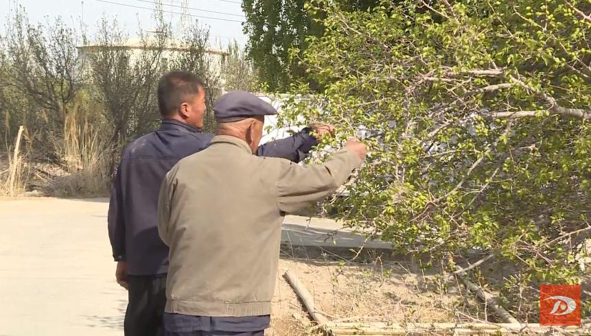 敦煌：提升品质打响品牌 杏园经济惠民增收