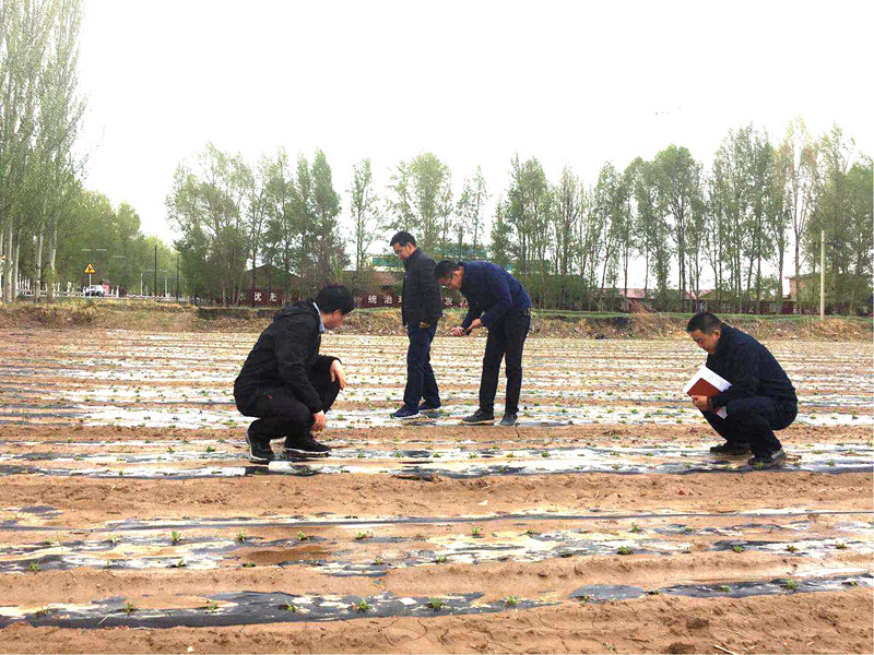 民乐县认真做好霜冻防范工作