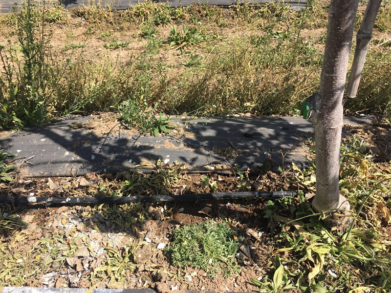 镇原县苹果有机肥替代化肥技术“有机肥+配方肥”模式​