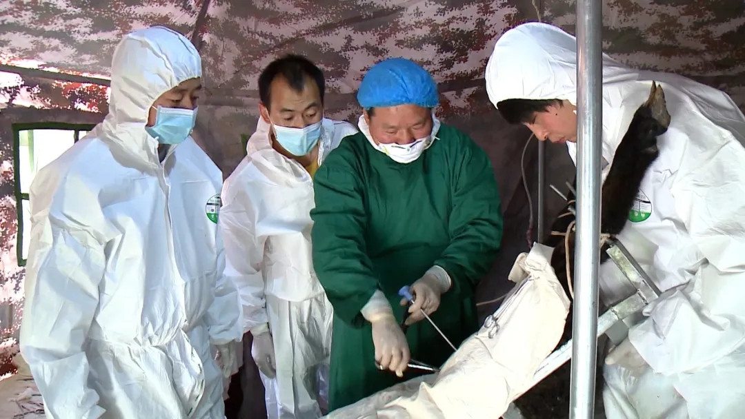 省畜牧技术推广总站联合西农大学专家团队在陇西开展肉羊冷冻胚胎移植试验