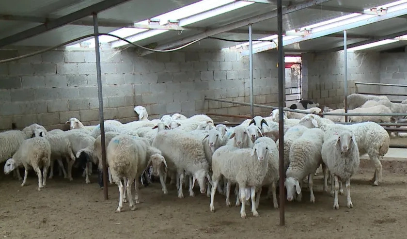 省畜牧技术推广总站联合西农大学专家团队在陇西开展肉羊冷冻胚胎移植试验