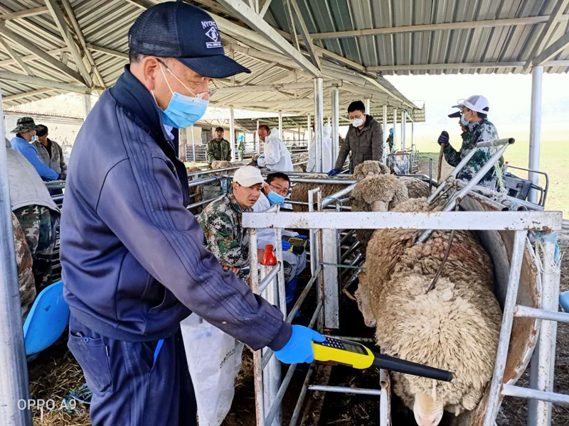 省绵羊繁育站进口绵羊自动称重数据采集设施系统全面投入使用