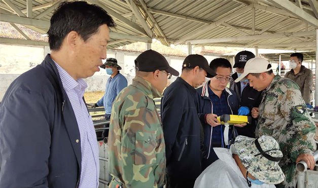 省绵羊繁育站进口绵羊自动称重数据采集设施系统全面投入使用