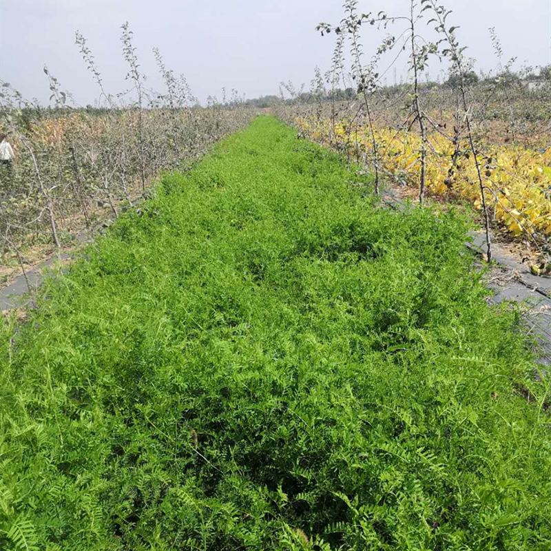 宁县完成苹果有机肥替代化肥试点项目阶段性任务