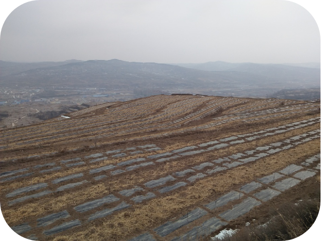 庄浪县苹果有机肥替代化肥项目——果园秸秆还田技术规程