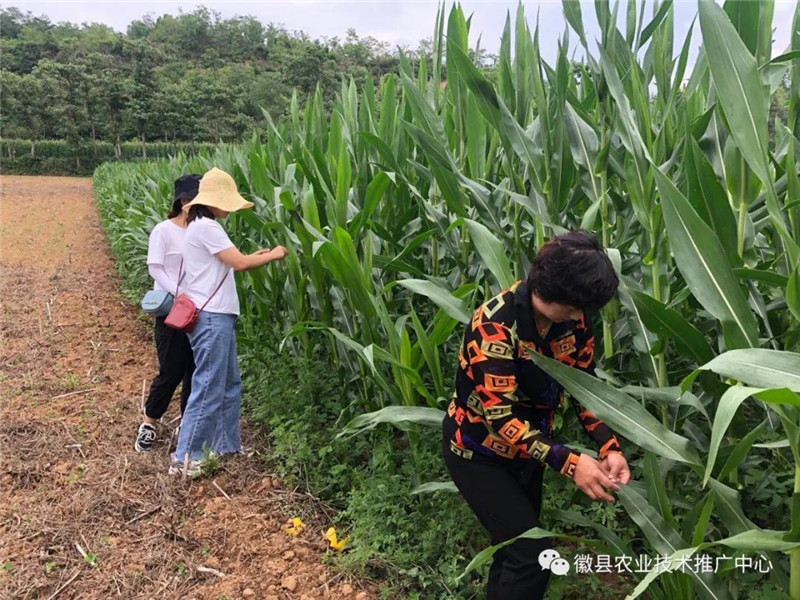 徽县农技中心党支部开展“加强草地贪夜蛾监测防控,保障粮食生产安全”党日活动