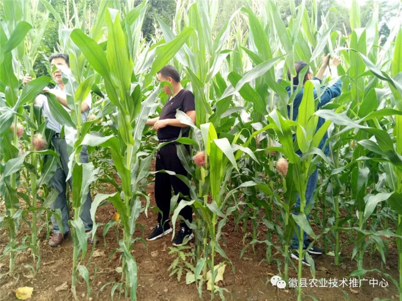 徽县农技中心党支部开展“加强草地贪夜蛾监测防控,保障粮食生产安全”党日活动