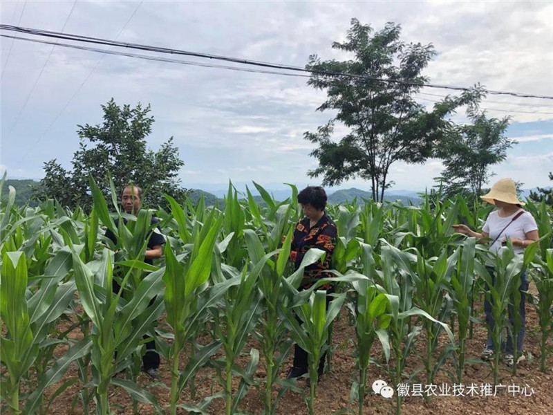 徽县农技中心党支部开展“加强草地贪夜蛾监测防控，保障粮食生产安全”党日活动