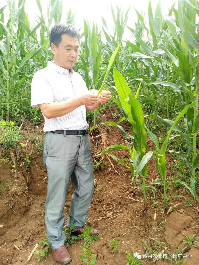 徽县农技中心党支部开展“加强草地贪夜蛾监测防控,保障粮食生产安全”党日活动