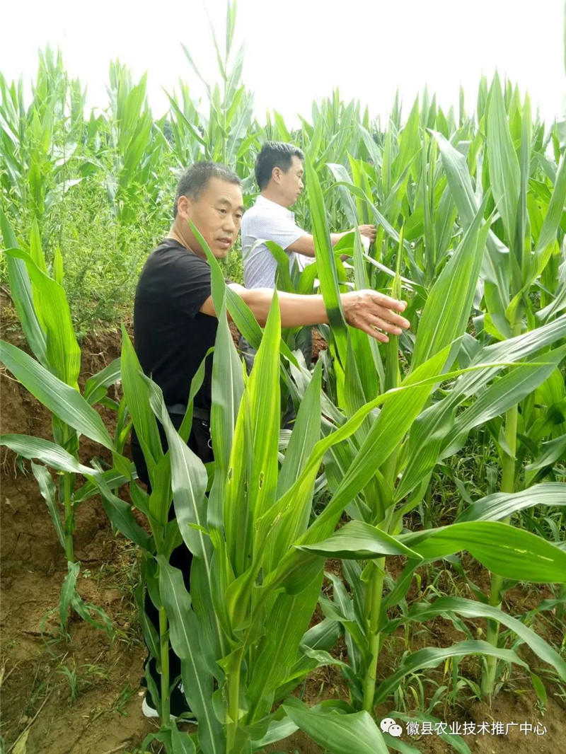 徽县农技中心党支部开展“加强草地贪夜蛾监测防控,保障粮食生产安全”党日活动