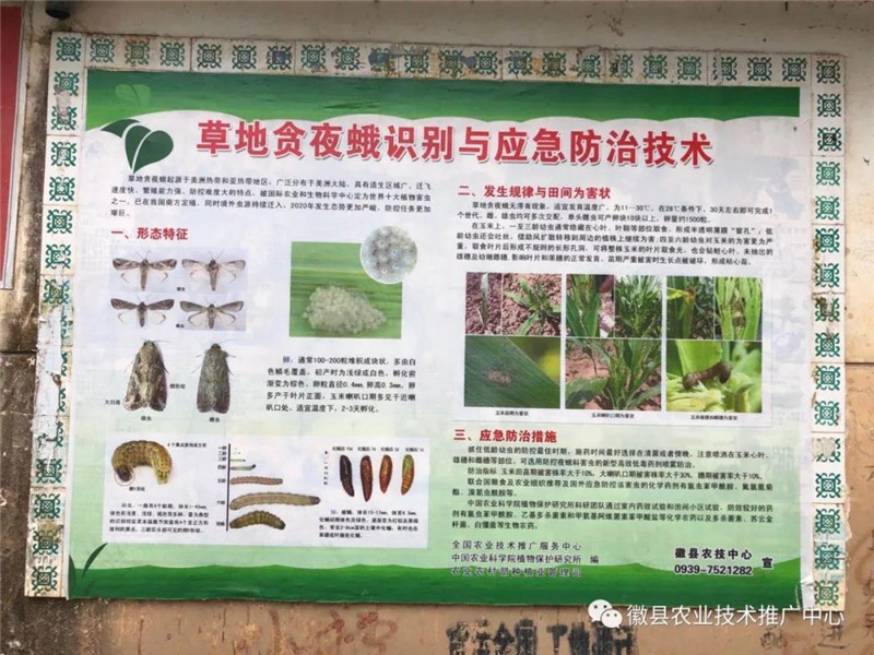 徽县农技中心党支部开展“加强草地贪夜蛾监测防控,保障粮食生产安全”党日活动