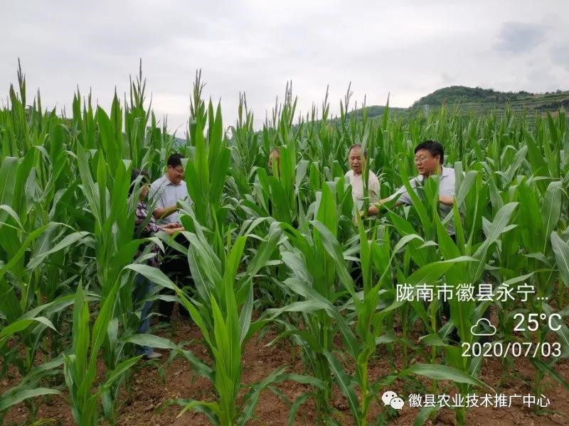 省植保植检站副站长张晶东一行莅临徽县督导草地贪夜蛾监测防控工作