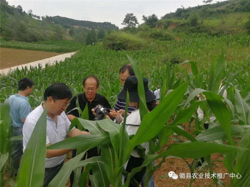 省植保植检站副站长张晶东一行莅临徽县督导草地贪夜蛾监测防控工作