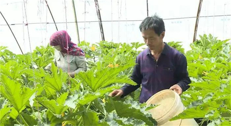 敦煌：温室西葫芦成为增收致富的“宝葫芦”