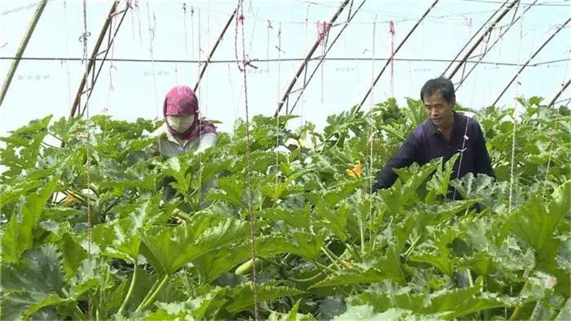 敦煌：温室西葫芦成为增收致富的“宝葫芦”